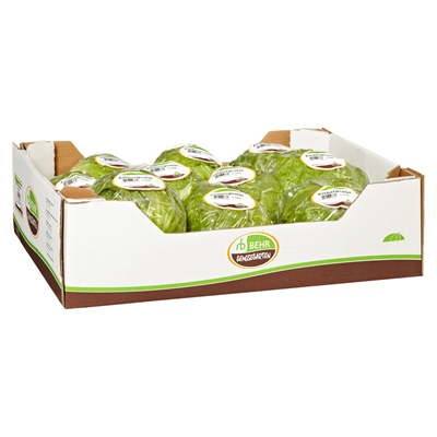 Eisbergsalat Kiste 9-10 Stk