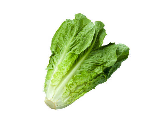 Römersalat - Romanasalat STK
