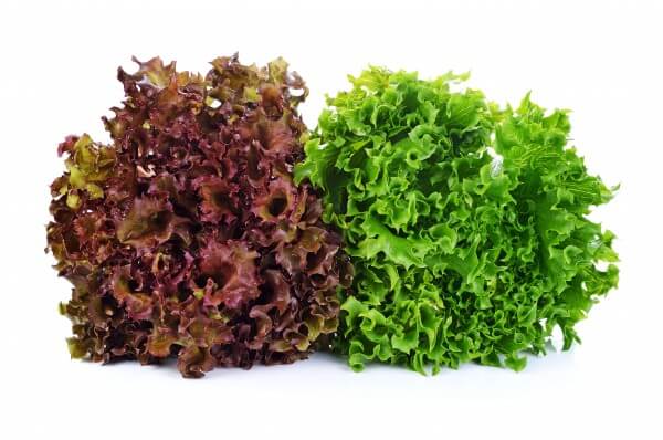 Salat Lollo Rosso STK - Kirmizi Marul Adet (HKN 1 - DE)