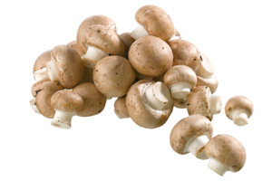 Champignons Klein Schale