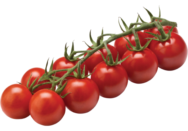 Kirsch Tomaten KG Türkei