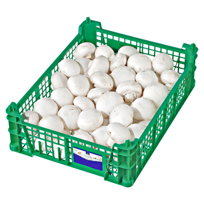 Pilze 3 Kg Kiste