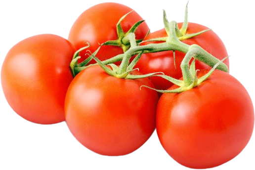 Tomaten Strauch KG